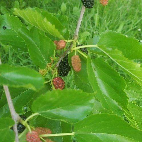 Photo of the plant species Black Mulberry by @FitRosemoss54 named Prince on Greg, the plant care app