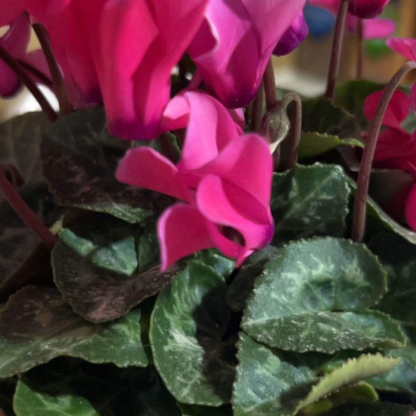 Photo of the plant species Spring Sowbread by @TraveledMahoe78 named Gates on Greg, the plant care app