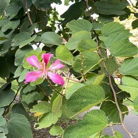Photo of the plant species Orchid Tree by @TraveledMahoe78 named Naomi on Greg, the plant care app
