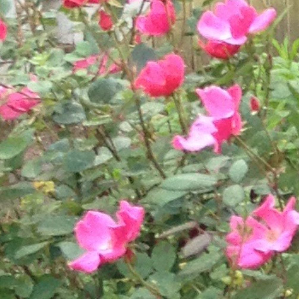 Photo of the plant species Nootka Rose by @CuddlyOlneya13 named Ronaldo on Greg, the plant care app