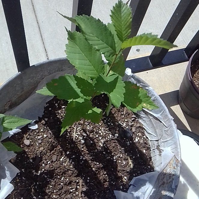 Photo of the plant species Chinkapin Oak by @AthleticSalal named Emerson on Greg, the plant care app