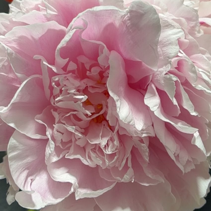 Photo of the plant species Chinese Peony by @JampackedCanna named Ulysses S Plant on Greg, the plant care app