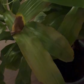 Photo of the plant species Dracaena Limelight by @SwiftAgboy63 named Apollo on Greg, the plant care app