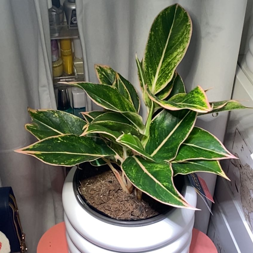 Photo of the plant species Pink Aurora Aglaonema by @PeachyBaibua9 named Scarlett on Greg, the plant care app