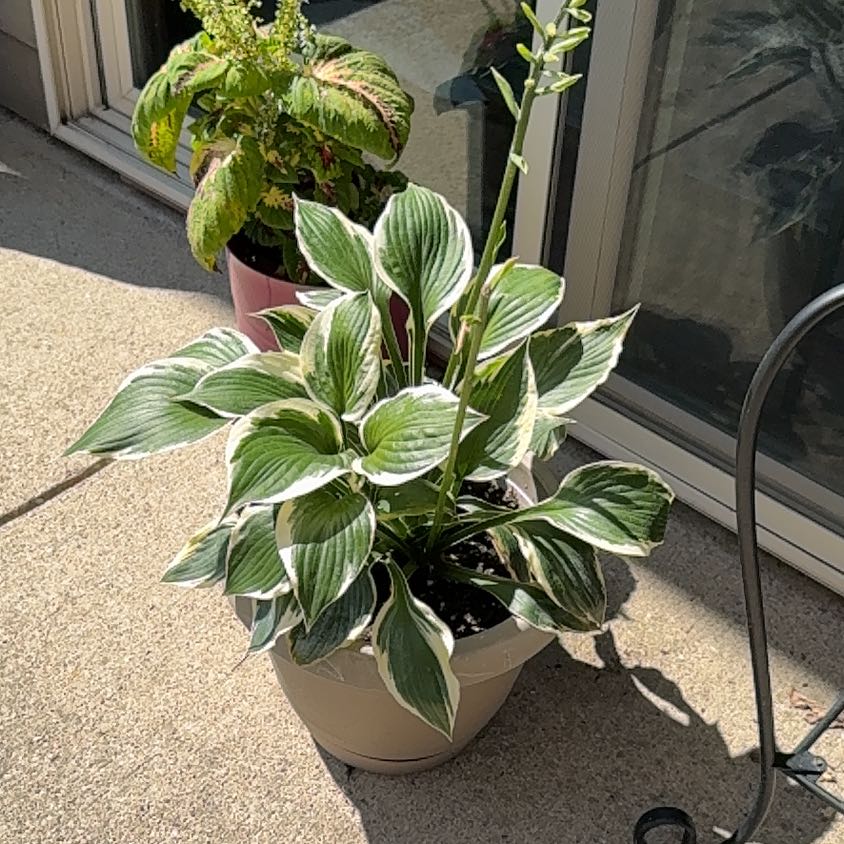 Photo of the plant species Hosta 'Patriot' by @FireballAgboy83 named Orwell on Greg, the plant care app