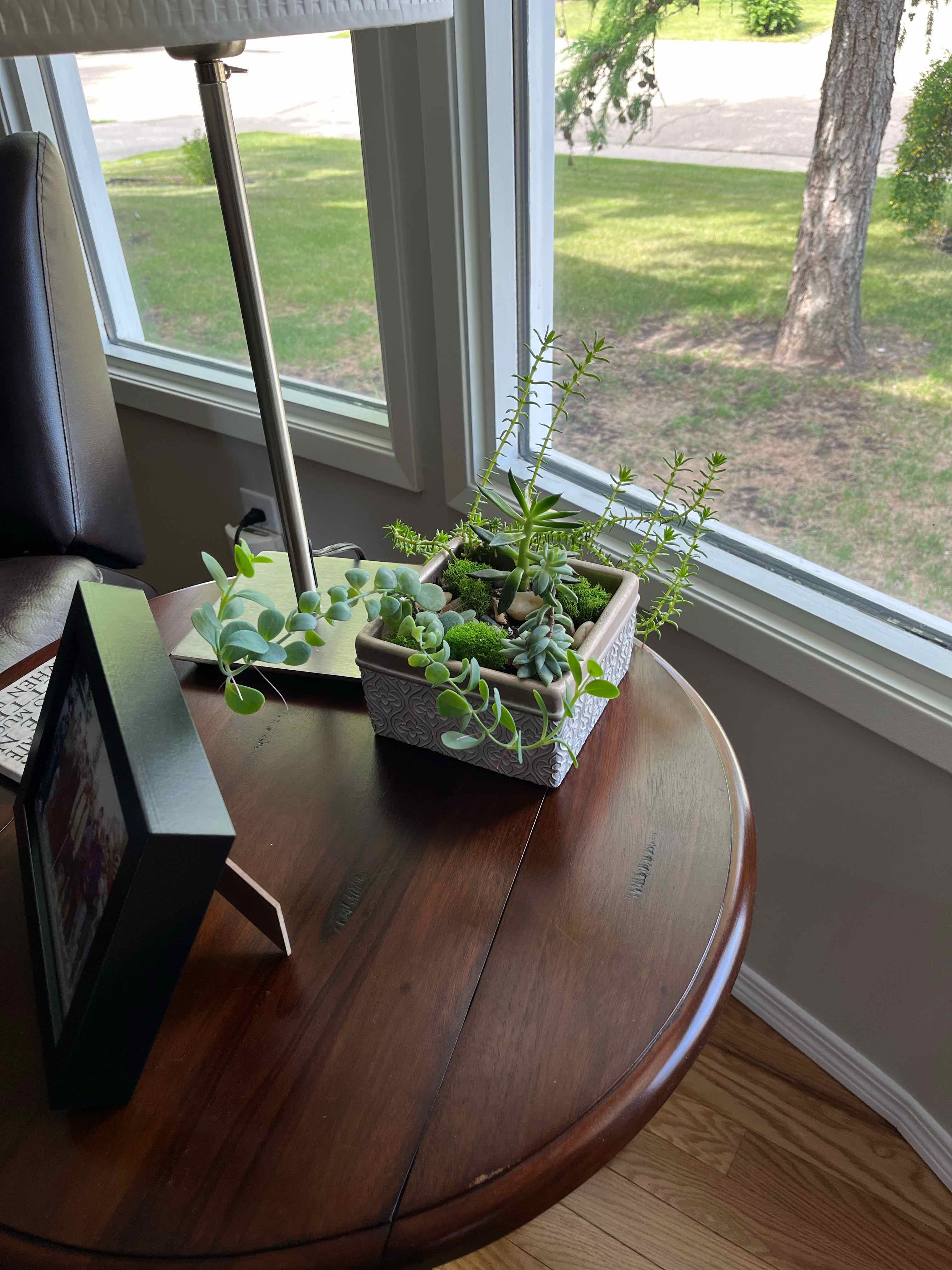 Potted Woodland Stonecrop plant on a wooden table near a window, appearing healthy.