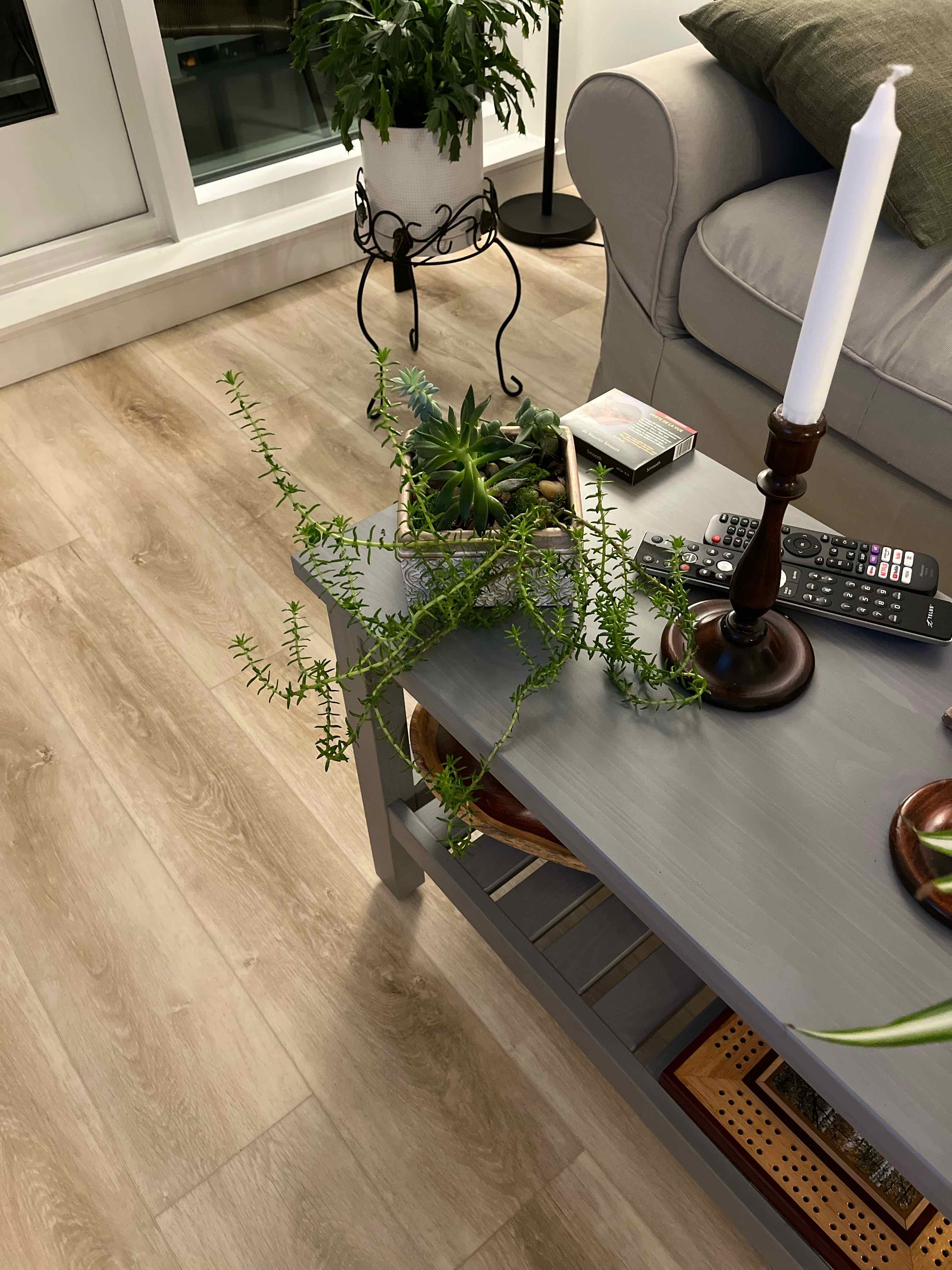 Woodland Stonecrop plant on a coffee table in a living room setting.