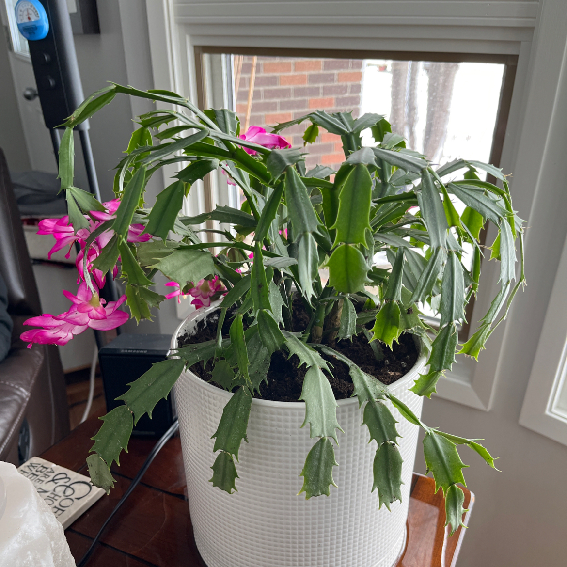False Christmas Cactus plant photo by @klee5 named Christmas on Greg, the plant care app.