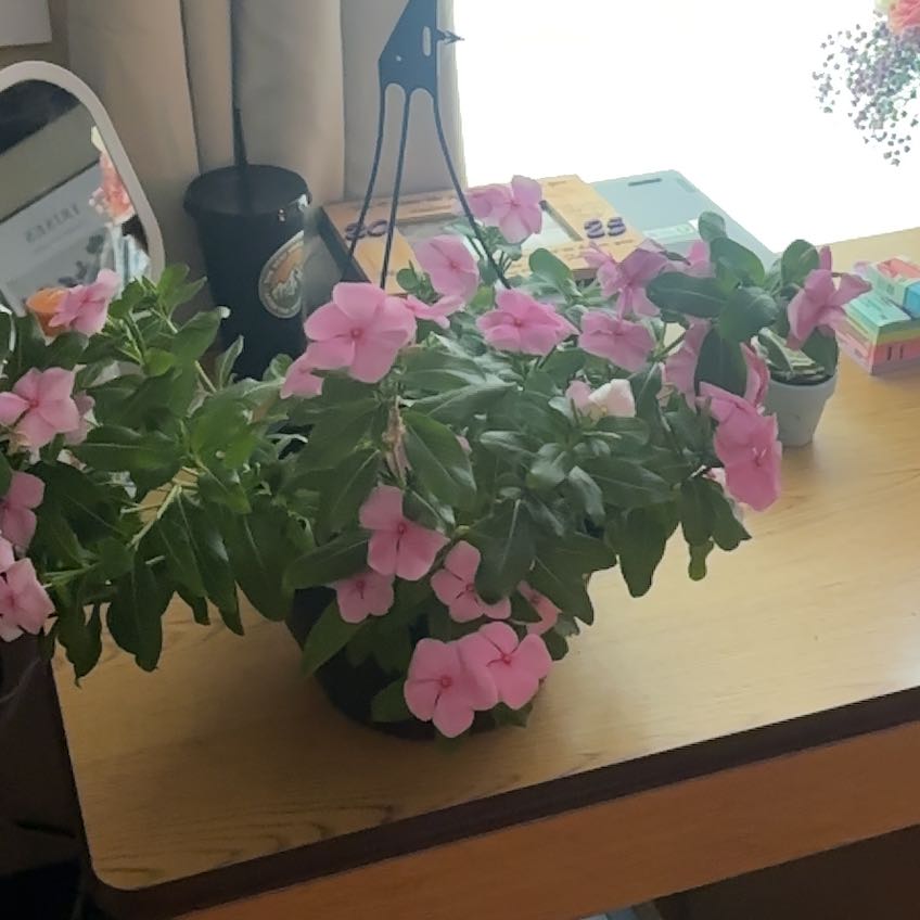 Photo of the plant species Herbaceous Periwinkle by @GodlyGerbera90 named Delilah on Greg, the plant care app