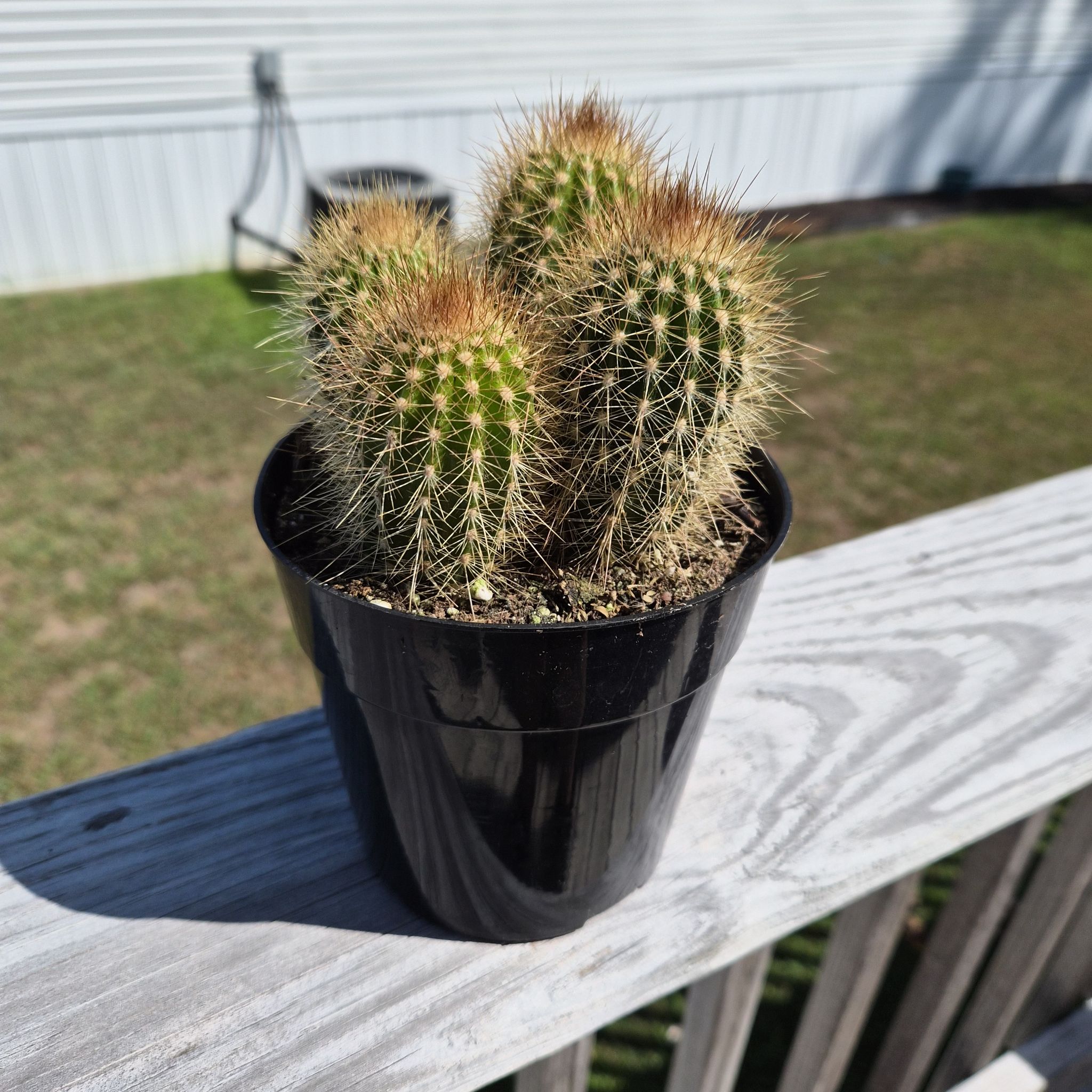 Photo of the plant species Austrocephalocereus estevesii by @PoshOakfern62 named Leonardo on Greg, the plant care app