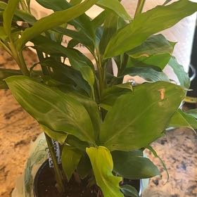 Photo of the plant species False Cardamom by @RadKawakawa64 named Einstein on Greg, the plant care app