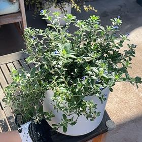 Photo of the plant species Beach Bum Blue by @LegitNoognug53 named Sherlock on Greg, the plant care app