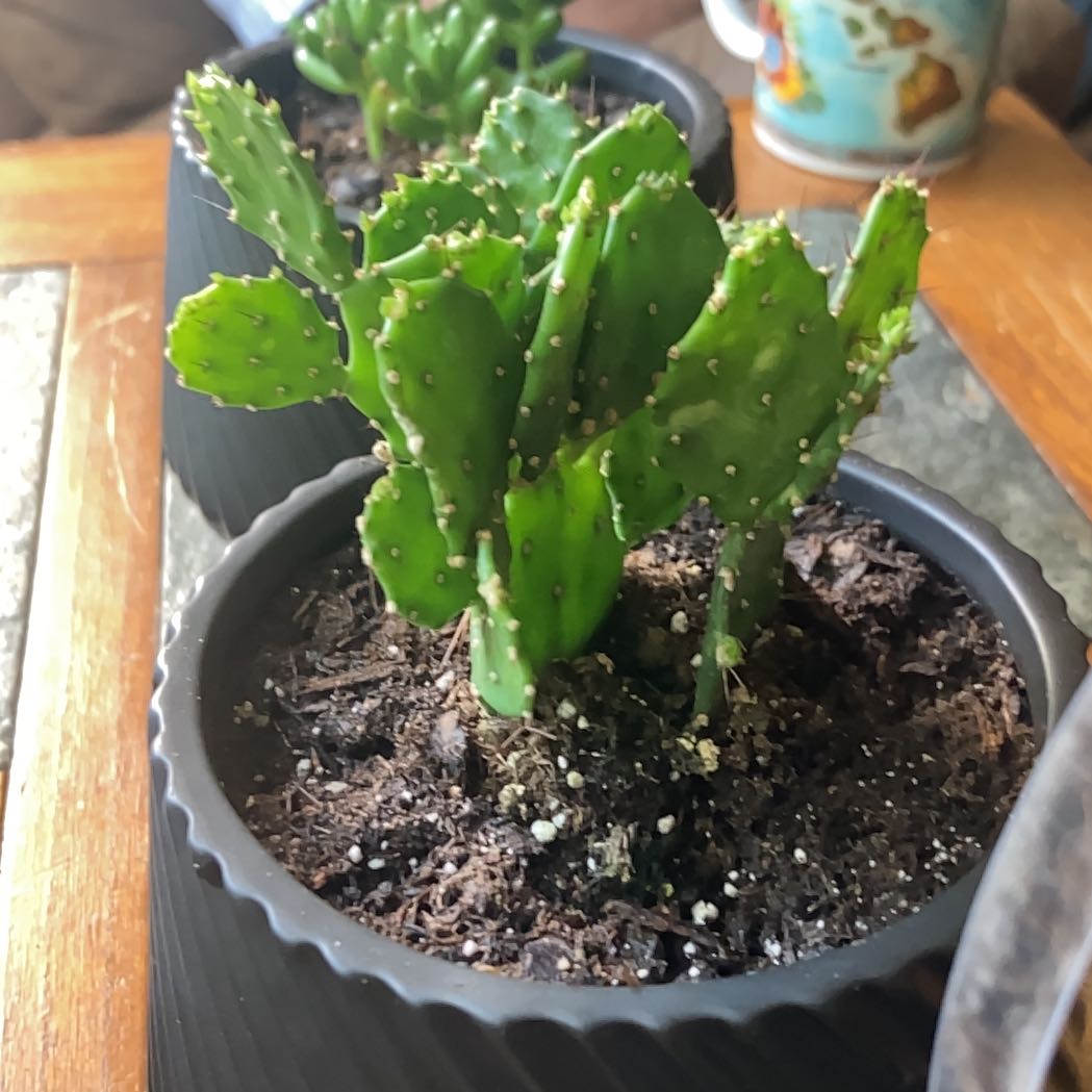 Photo of the plant species Argentine Opuntia by @YummyGinger20 named Achilles on Greg, the plant care app