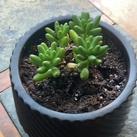 Photo of the plant species Jelly Bean Plant by @YummyGinger20 named Jelly on Greg, the plant care app