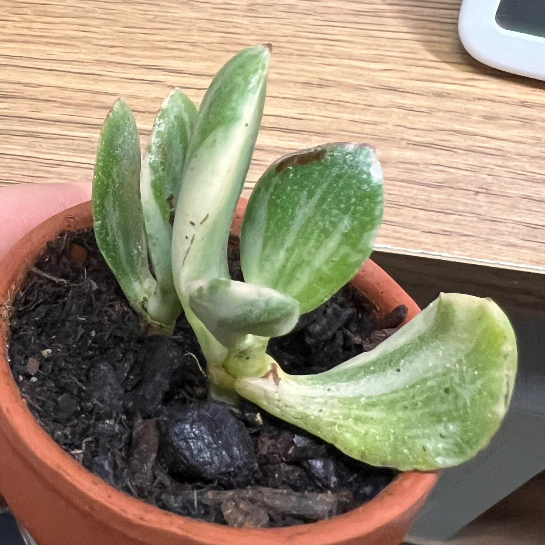 Photo of the plant species Tricolor Jade by @SirStaraloe64 named Rosa on Greg, the plant care app