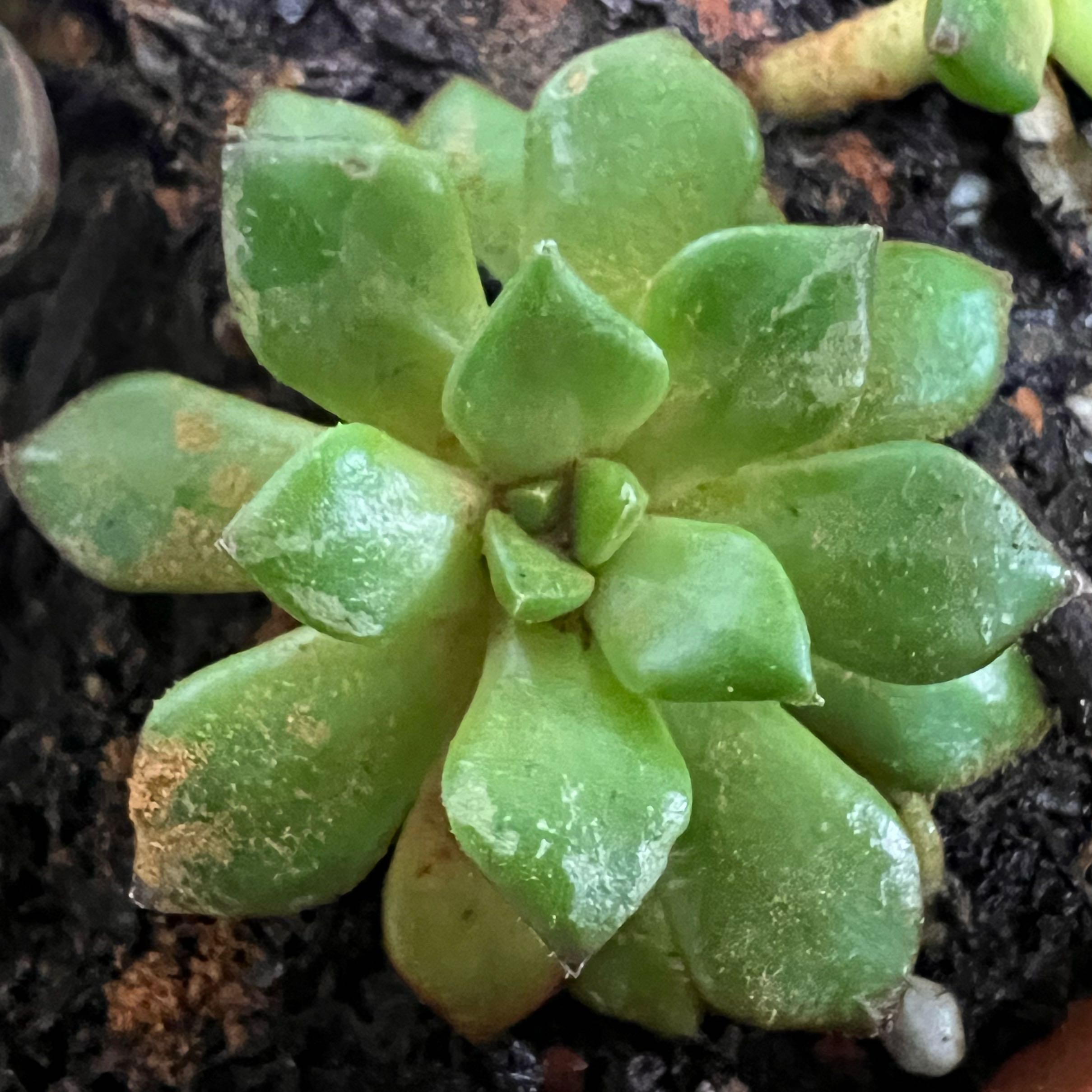 Photo of the plant species Prolific Echeveria by @SirStaraloe64 named Elina on Greg, the plant care app