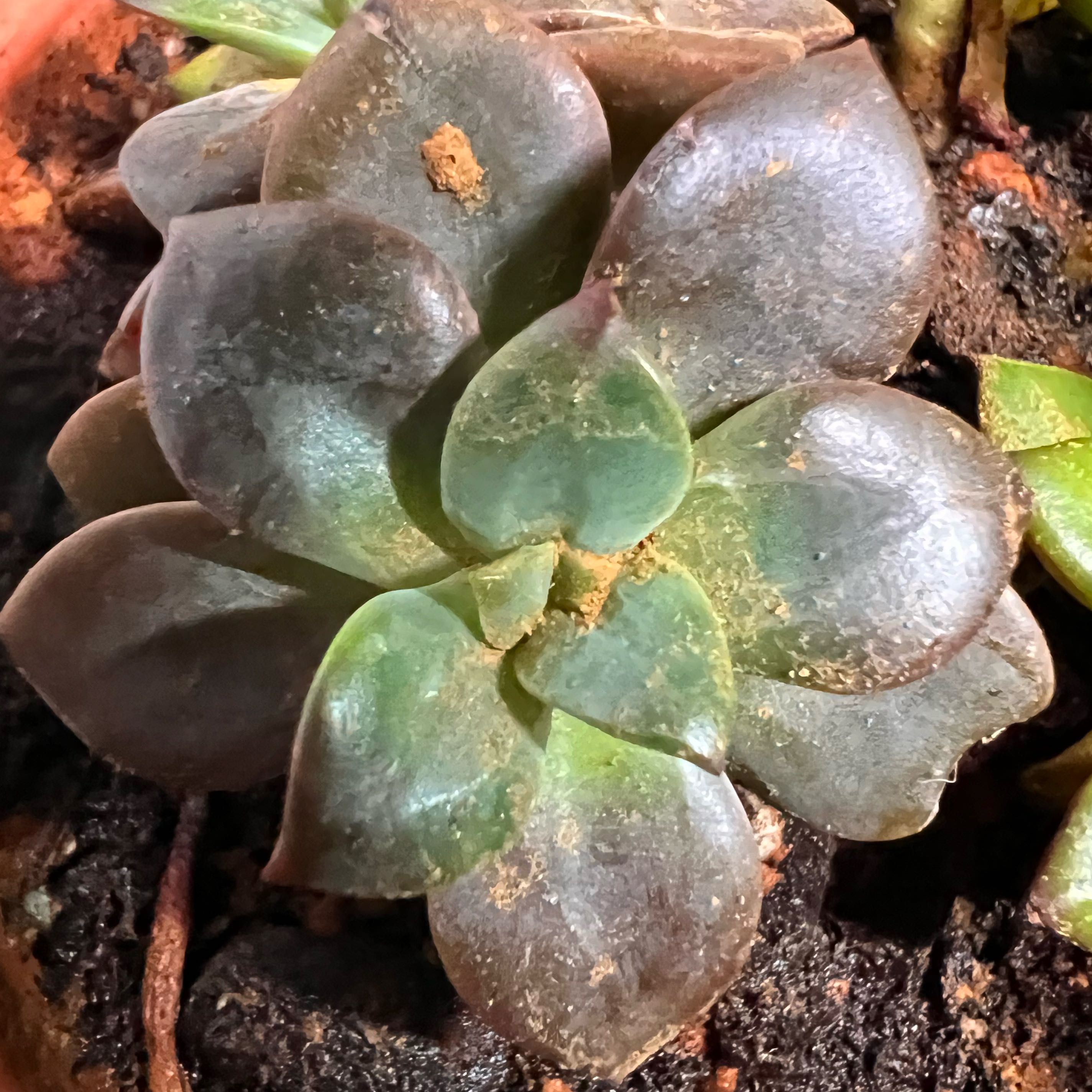 Photo of the plant species Echeveria 'Chroma' by @SirStaraloe64 named Xena on Greg, the plant care app