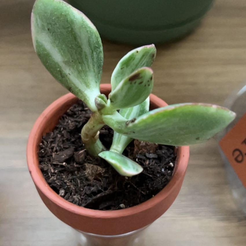 Photo of the plant species Tricolor Jade by @SirStaraloe64 named Sonora on Greg, the plant care app