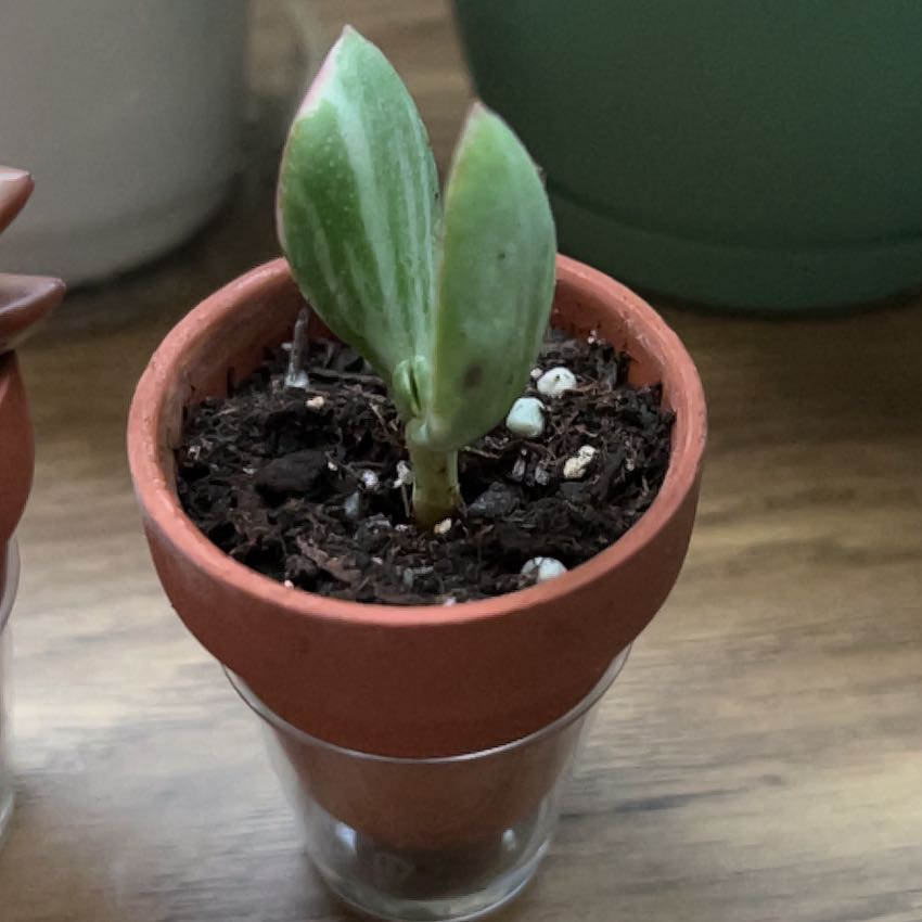 Photo of the plant species Tricolor Jade by @SirStaraloe64 named Gomez on Greg, the plant care app