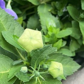 Photo of the plant species Balloon-Flower by @AnewZebrina26 named Pax on Greg, the plant care app