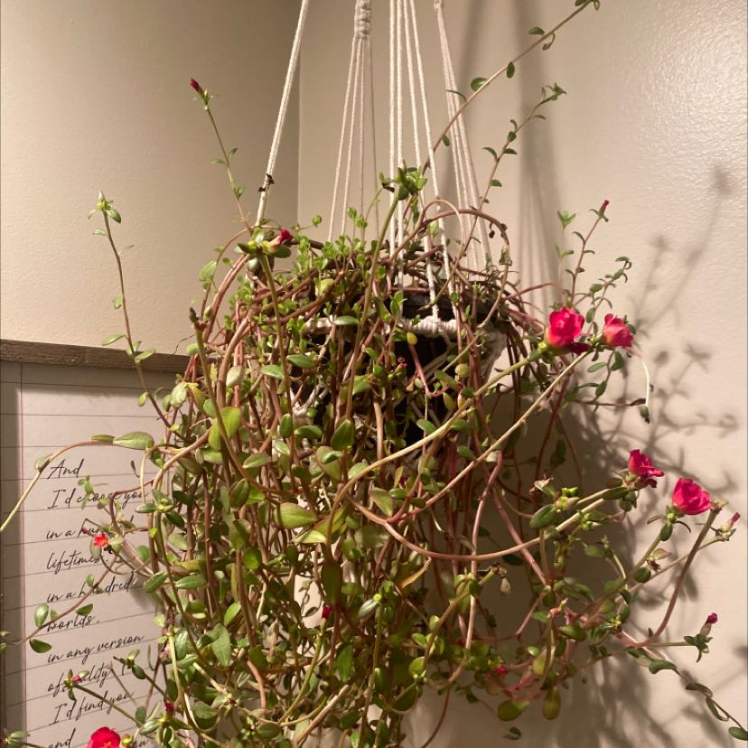 Hanging Wingpod Purslane plant with thin stems and small pink flowers in an indoor setting.