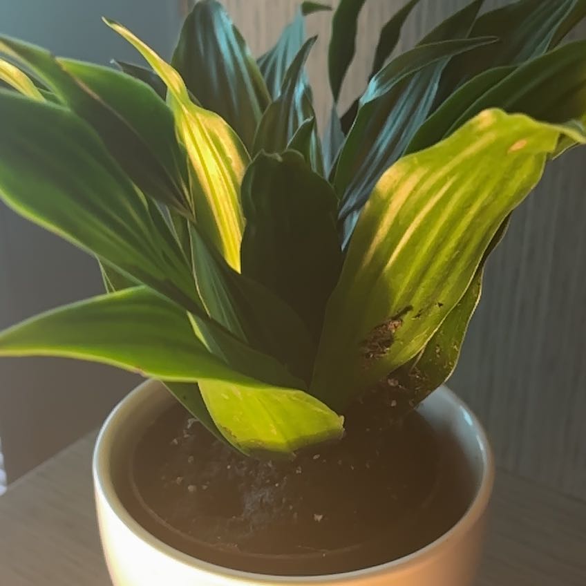 Dracaena 'Janet Craig Compacta' plant in a pot with healthy green leaves.