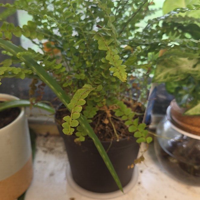 Photo of the plant species lemon butter fern by @PiousPokaka50 named Muhammad Ali on Greg, the plant care app