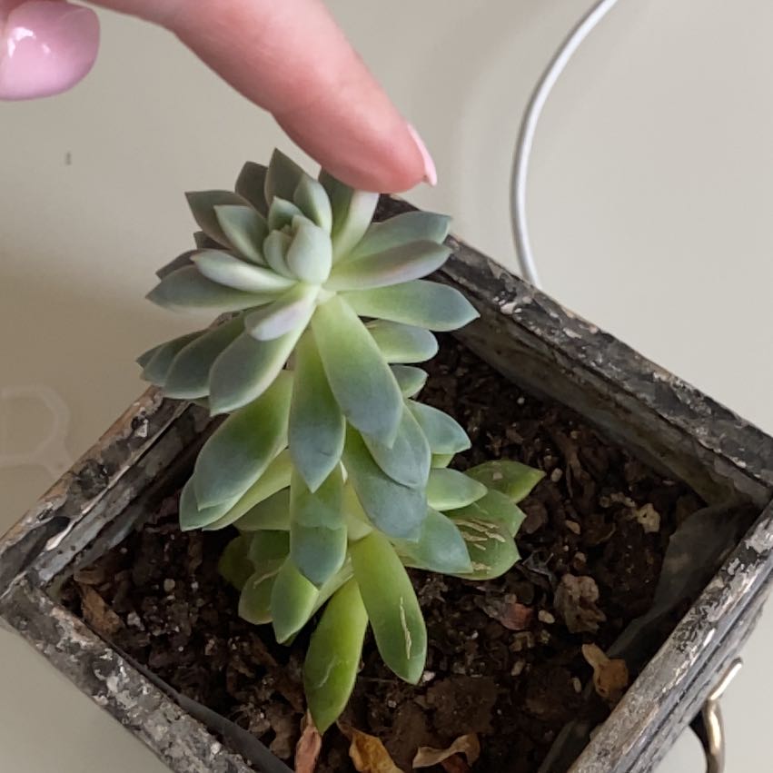 Photo of the plant species Bloody Yan by @PromptAlbo37 named Kendall on Greg, the plant care app