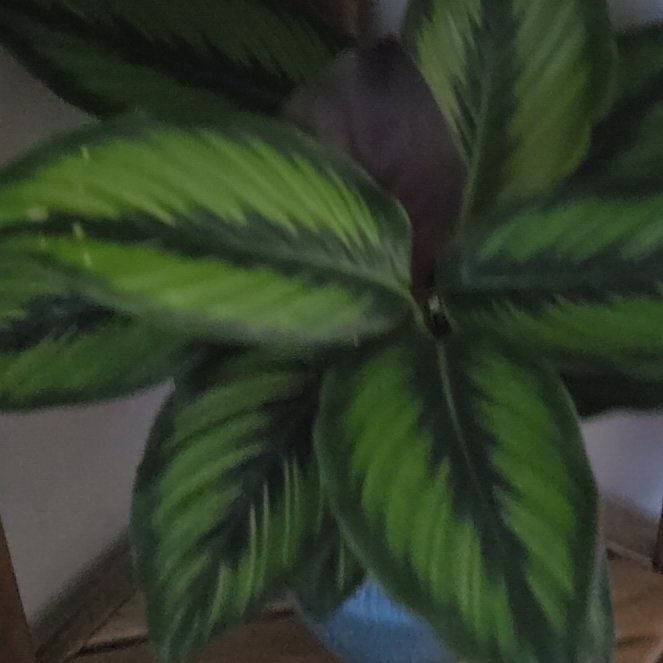 Photo of the plant species Beauty Star Calathea by @PetKermesoak19 named Surya on Greg, the plant care app