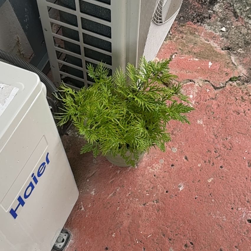 Photo of the plant species Annual Ragweed by @RoundAlula59 named Sherlock on Greg, the plant care app