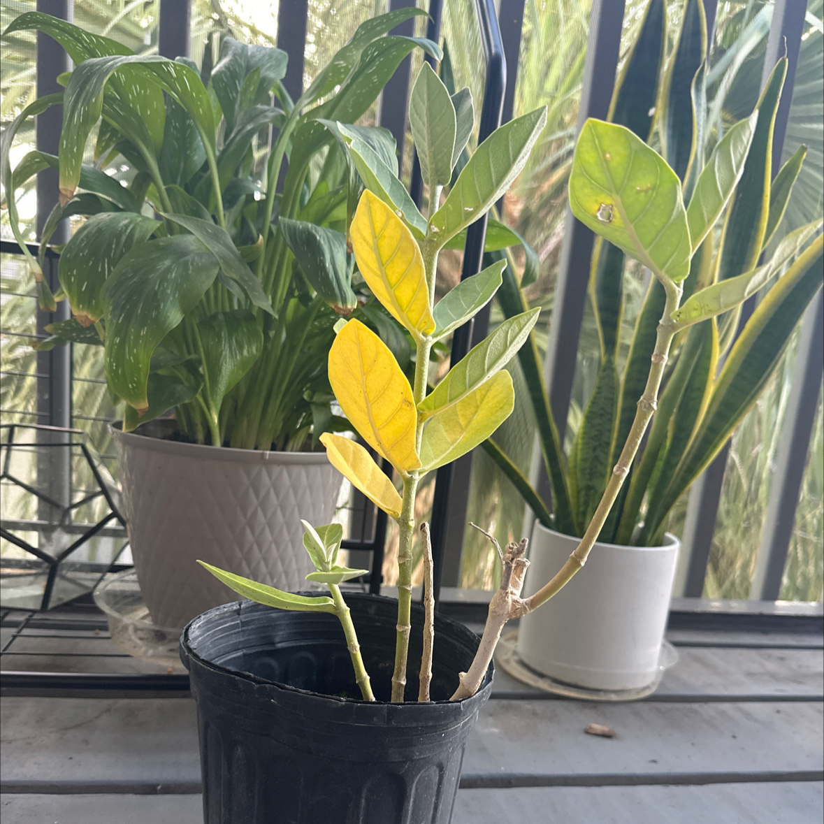 Photo of the plant species Crown Flower by @Graciethehuman named Harmony on Greg, the plant care app