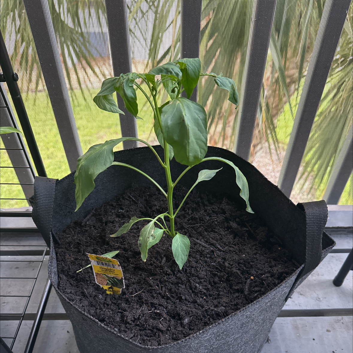 Photo of the plant species Jalapeño Pepper by @Graciethehuman named El Diablo on Greg, the plant care app