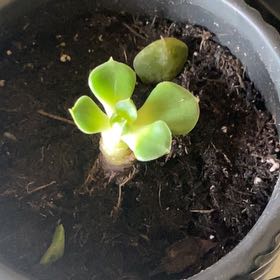 Photo of the plant species Echeveria 'Joan Daniel' by @BigBlusher91 named Kendall on Greg, the plant care app