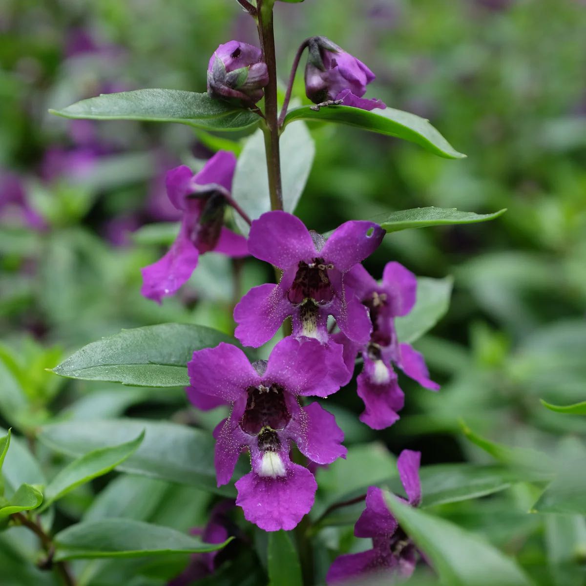 Photo of the plant species Serena Purple Angelonia by @NiftyAlula74 named Fernie Mercury on Greg, the plant care app