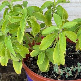 Photo of the plant species Justicia by @TrueblueMoss88 named Messi on Greg, the plant care app
