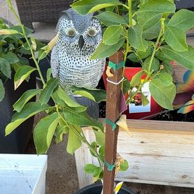 Photo of the plant species Dwarf Lisbon Lemon Tree by @TrueblueMoss88 named Beyonce on Greg, the plant care app