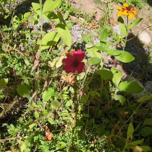 Photo of the plant species Flowering Flax by @TotallyCutgrass named Dolores on Greg, the plant care app