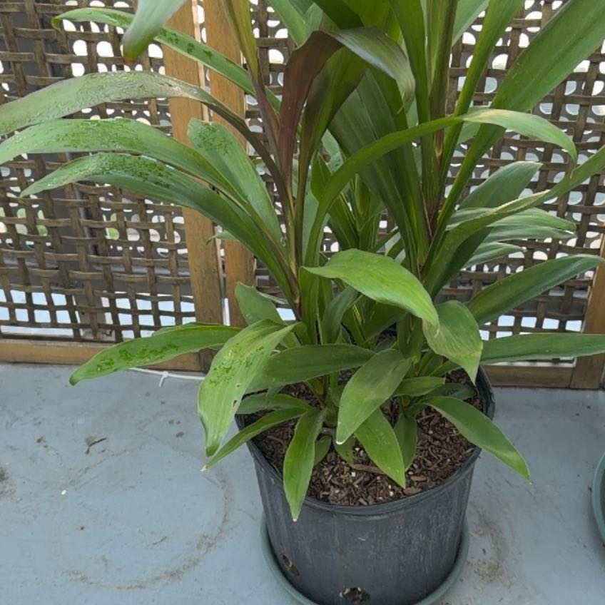 Photo of the plant species Cordyline Glauca by @GermaneMystax30 named Bodhi on Greg, the plant care app