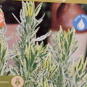 Photo of the plant species Lavender Mint Julep by @SirAtom38 named Leaf Erickson on Greg, the plant care app