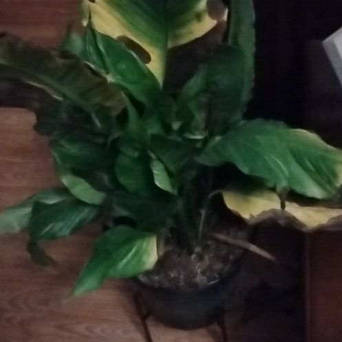 Photo of the plant species Peace Lilly by @IconWinika11 named Sage on Greg, the plant care app