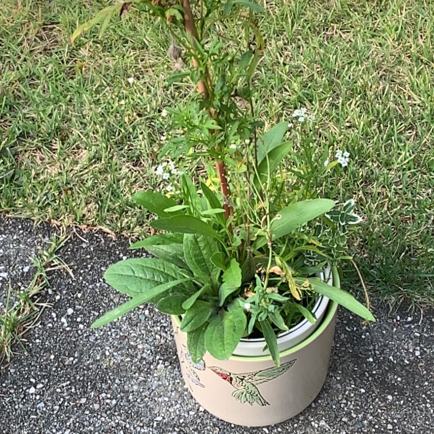Photo of the plant species English Plantain by Barbara named Sir Plancelot on Greg, the plant care app