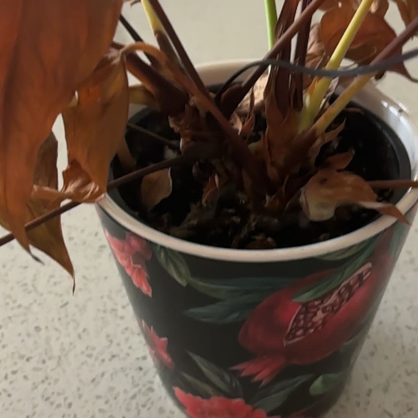 Photo of the plant species Chinese Lantern by @PetAlula95 named Tree Diddy on Greg, the plant care app