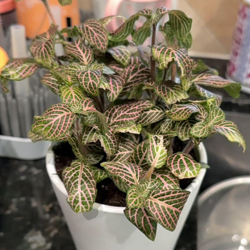 Photo of the plant species Pink Angel Fittonia by @Erndiggs named Sanders on Greg, the plant care app
