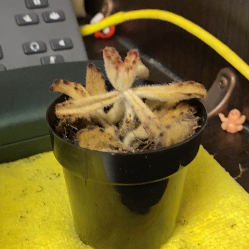 Photo of the plant species Teddy Bear by @AcclaimedHoya75 named Muhammad Ali on Greg, the plant care app