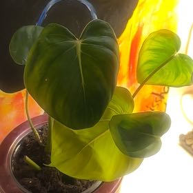 Photo of the plant species Philodendron 'McDowell' by @ProudlyMarjoram named Winston on Greg, the plant care app