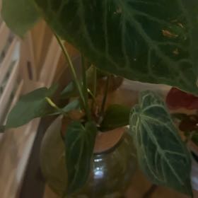 Photo of the plant species Philodendron luxurians by @ProudlyMarjoram named Gates on Greg, the plant care app