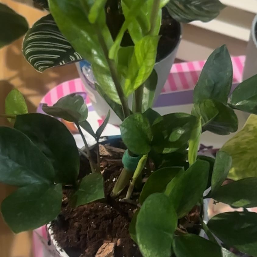 Photo of the plant species chameleon zz by @ProudlyMarjoram named Harry on Greg, the plant care app