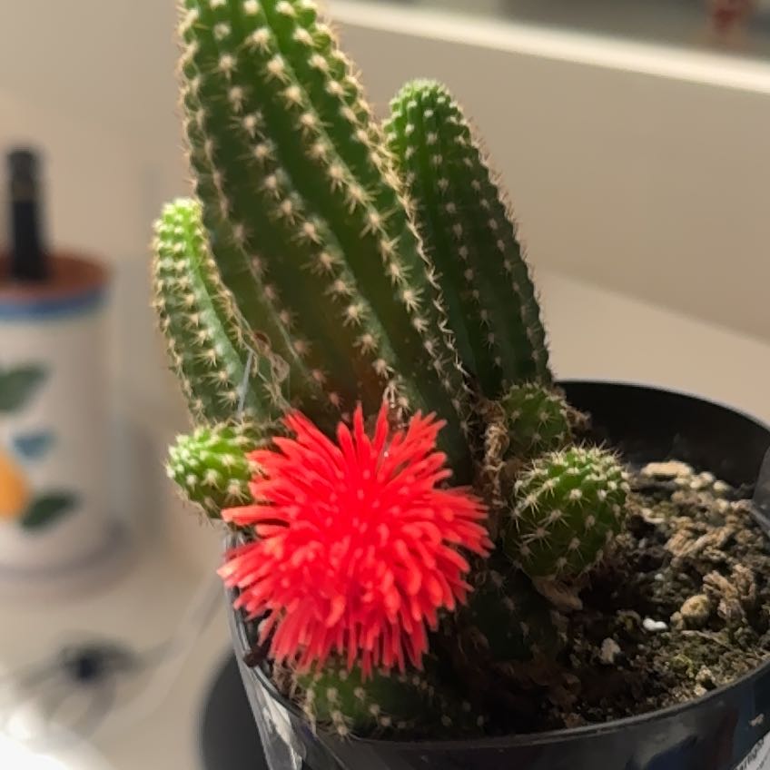 Photo of the plant species Echinopsis 'Ruby Starlight' by @NurseAtom86 named Maya on Greg, the plant care app