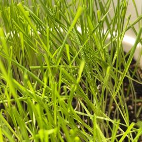 Photo of the plant species Arizona Wheatgrass by @BrawnyChamise6 named Tupot amaroot on Greg, the plant care app