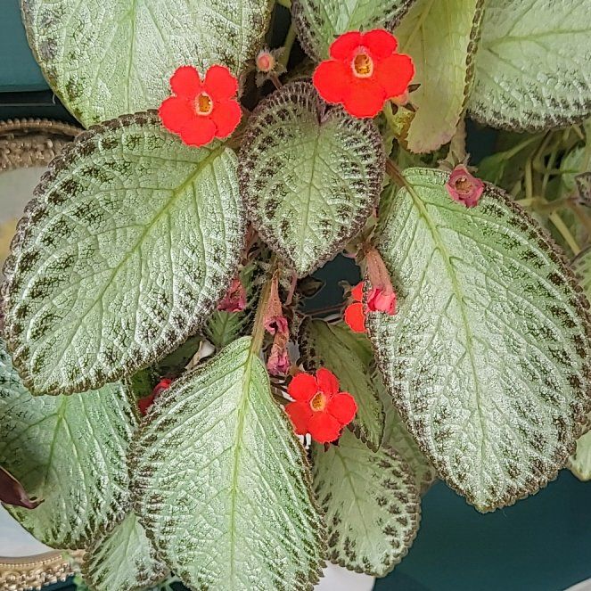 Photo of the plant species Sunset Bells by @AlertPepper69 named Kylie on Greg, the plant care app